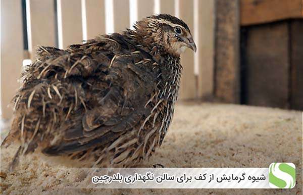 شیوه گرمایش از کف برای سالن نگهداری بلدرچین - اندیشه سبز