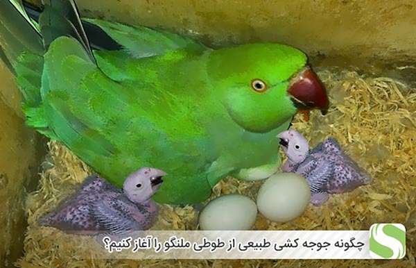 چگونه جوجه کشی طبیعی از طوطی ملنگو را آغاز کنیم؟ - اندیشه سبز