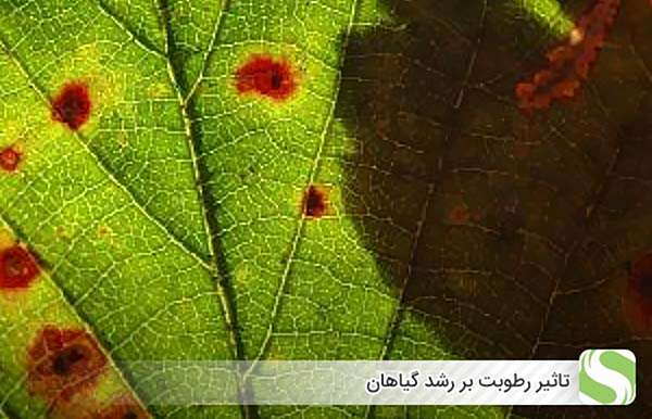 تاثیر رطوبت بر رشد گیاهان - اندیشه سبز