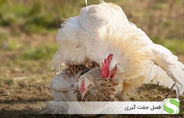 فصل جفت گیری - اندیشه سبز