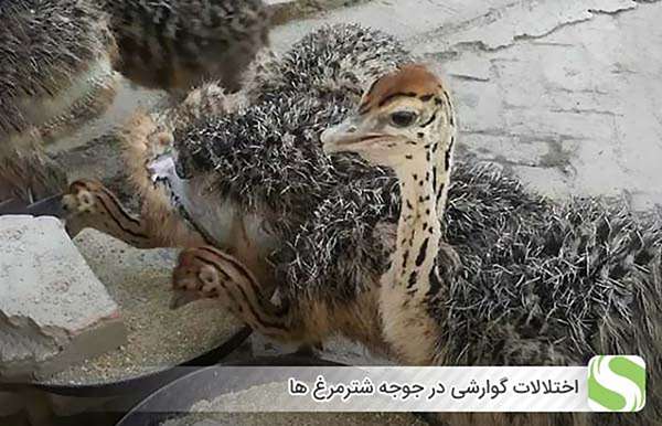 اختلالات گوارشی در جوجه شترمرغ ها - اندیشه سبز