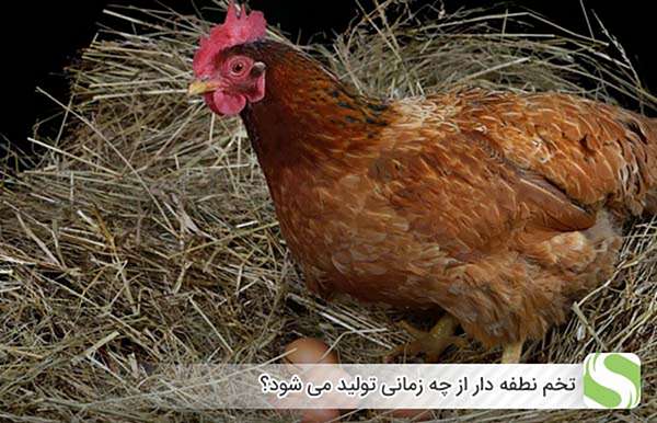 تخم نطفه دار از چه زمانی تولید می شود؟ - اندیشه سبز