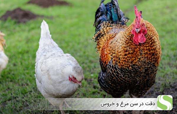 دقت در سن مرغ و خروس - اندیشه سبز