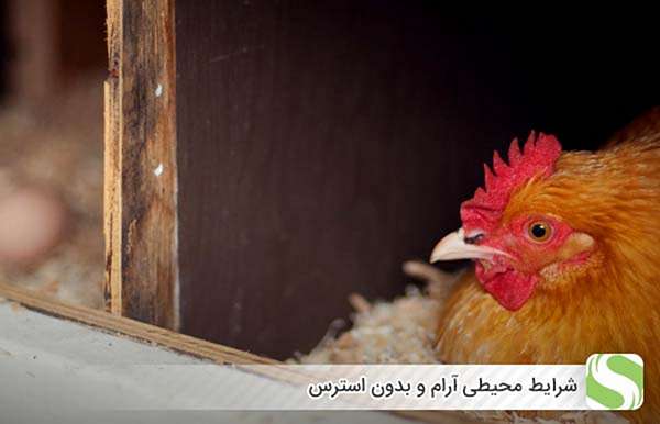 شرایط محیطی آرام و بدون استرس - اندیشه سبز
