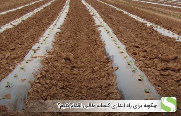 چگونه برای راه اندازی گلخانه طالبی اقدام کنیم؟ - اندیشه سبز