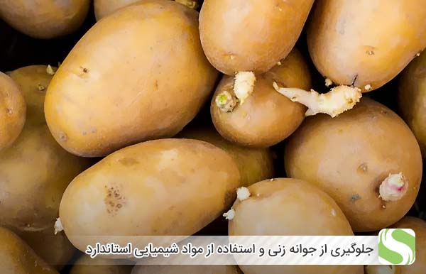 جلوگیری از جوانه زنی و استفاده از مواد شیمیایی استاندارد - اندیشه سبز