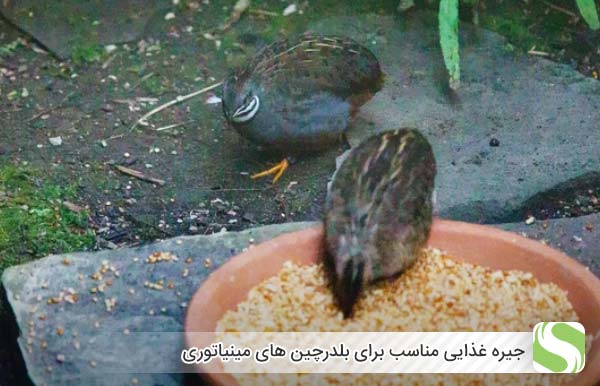 جیره غذایی مناسب برای بلدرچین های مینیاتوری - اندیشه سبز