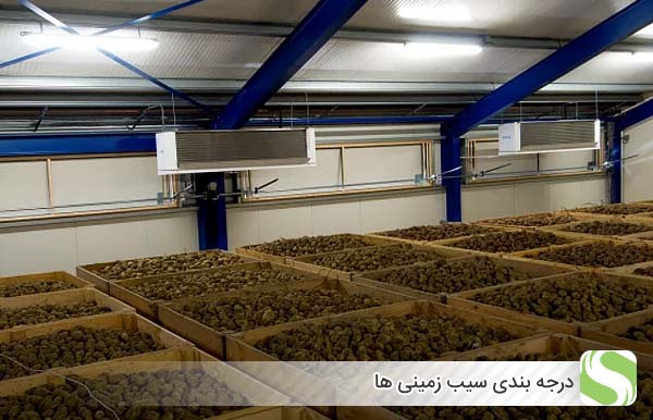 درجه بندی سیب زمینی ها - اندیشه سبز