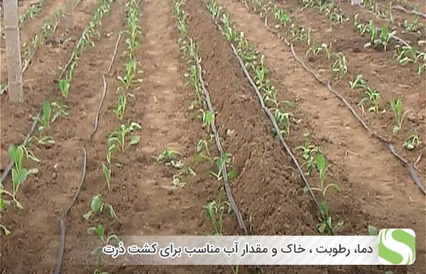 دما، رطوبت ، خاک و مقدار آب مناسب برای کشت ذرت - اندیشه سبز