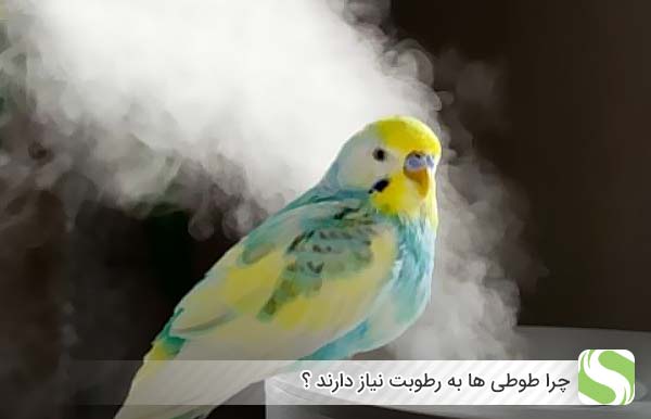چرا طوطی ها به رطوبت نیاز دارند ؟ - اندیشه سبز
