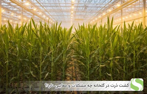 کشت ذرت در گلخانه چه مشکلات و معایبی دارد؟ - اندیشه سبز