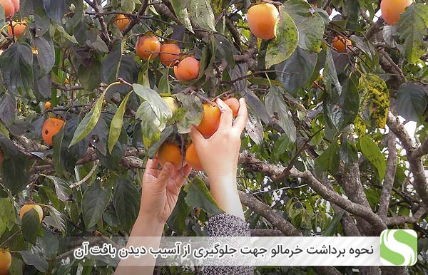 نحوه برداشت خرمالو جهت جلوگیری از آسیب دیدن بافت آن - اندیشه سبز