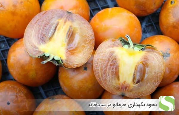 نحوه نگهداری خرمالو در سردخانه - اندیشه سبز