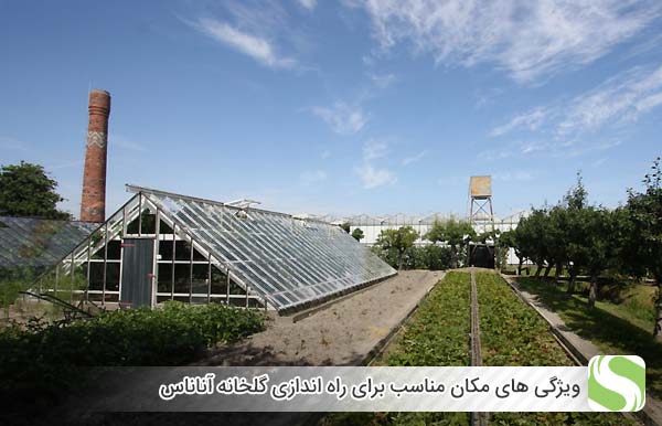 ویژگی های مکان مناسب برای راه اندازی گلخانه آناناس - اندیشه سبز