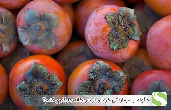 چگونه از سرمازدگی خرمالو در سردخانه جلوگیری کنیم؟ - اندیشه سبز