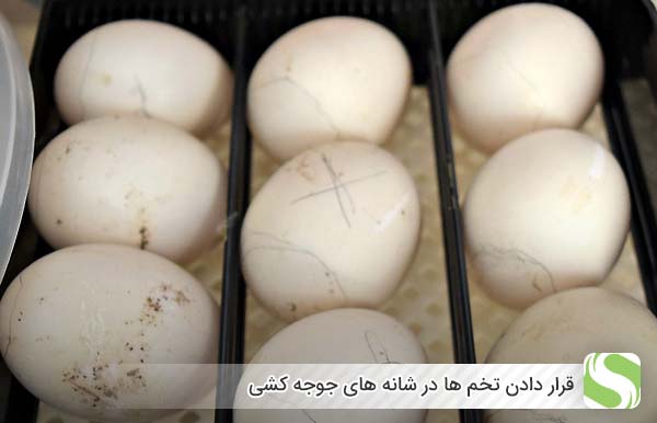 قرار دادن تخم ها در شانه های جوجه کشی - اندیشه سبز