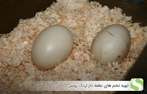 تهیه تخم های نطفه دار اردک روسی - اندیشه سبز