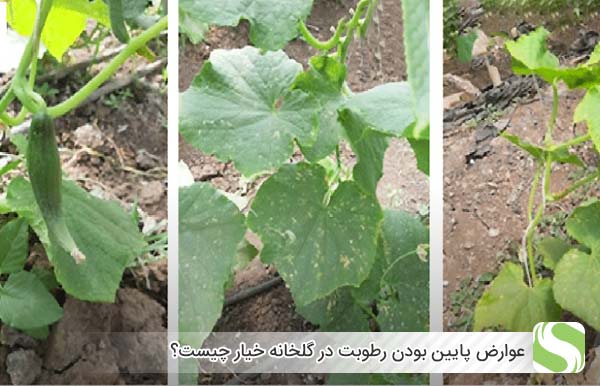 عوارض پایین بودن رطوبت در گلخانه خیار چیست؟ - اندیشه سبز