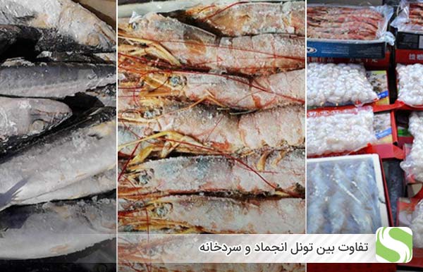 تفاوت بین تونل انجماد و سردخانه - اندیشه سبز