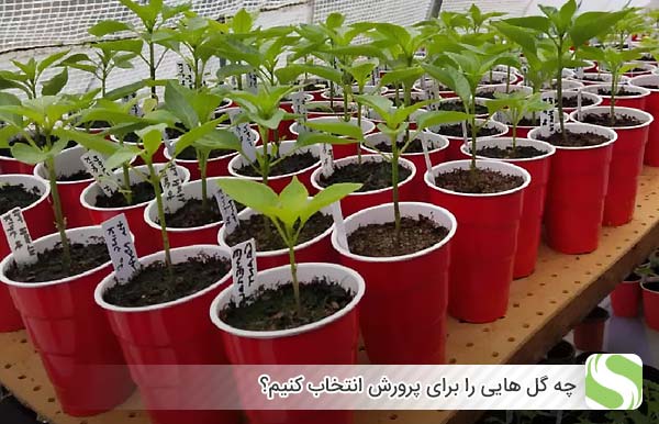 چه گل هایی را برای پرورش انتخاب کنیم؟ - اندیشه سبز