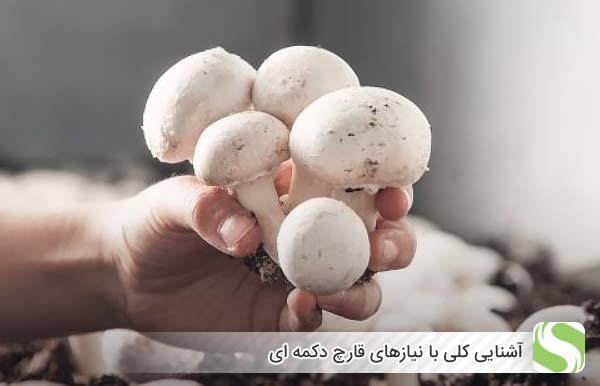 آشنایی کلی با نیازهای قارچ دکمه ای - اندیشه سبز