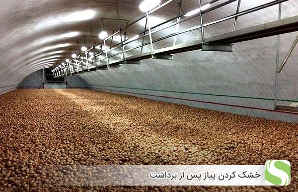 خشک کردن پیاز پس از برداشت - اندیشه سبز