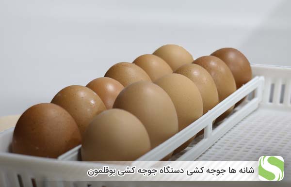 شانه ها دستگاه جوجه کشی بوقلمون - اندیشه سبز