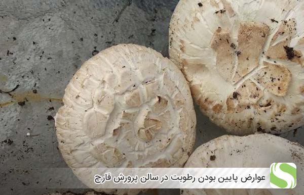 عوارض پایین بودن رطوبت در سالن پرورش قارچ - اندیشه سبز
