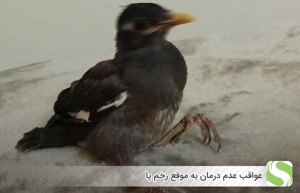 عواقب عدم درمان به موقع زخم پا - اندیشه سبز
