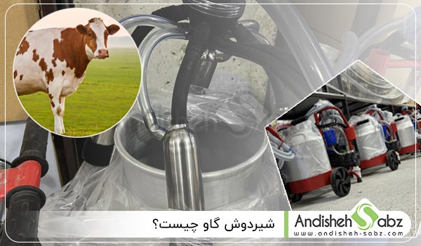 شیردوش گاو چیست - اندیشه سبز